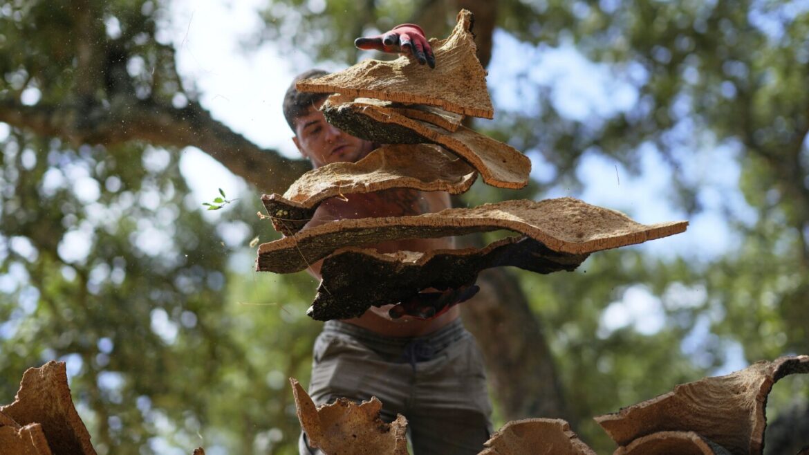 Portuguese exporters and US winemakers cheer cork's tariff-free status