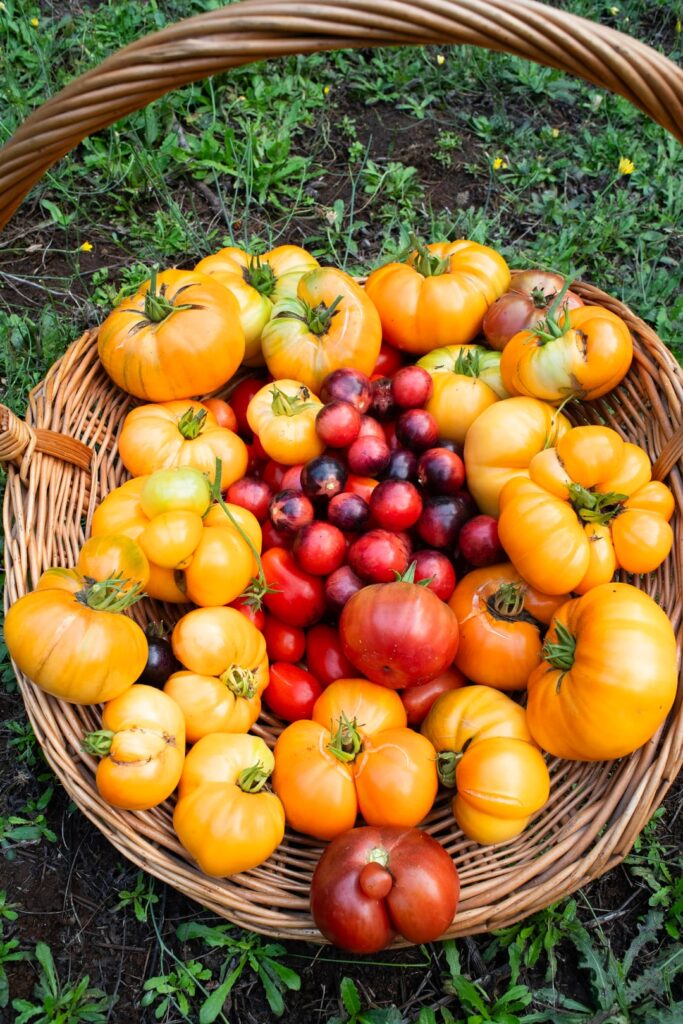 Just when you thought they would never ripen, the tomato gods shine upon thee.