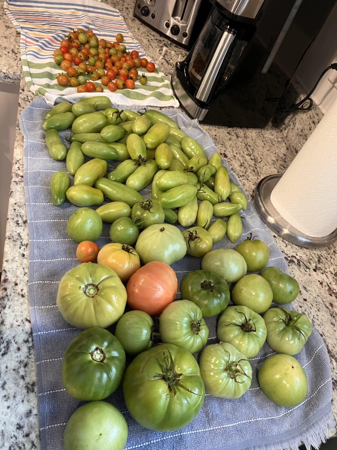I’ve been sick but finally felt well enough to go grab what was left in my small garden this afternoon in the cold rain. It’s been raining and in the 30s-40s the last few days. How do I store these in hopes they will turn eventually??