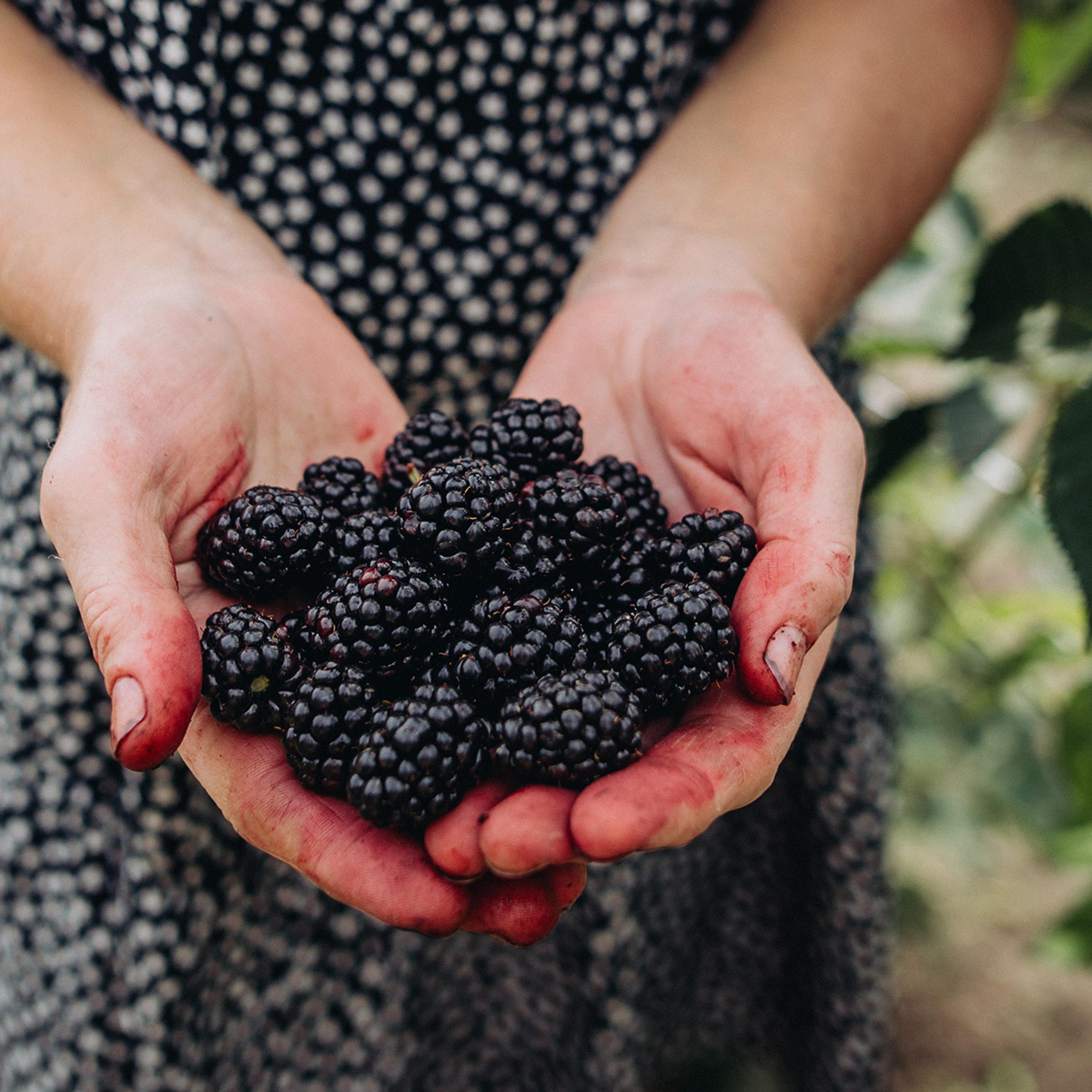 Hands holding freshly picked blackberries, with a background of green leaves and a black and white spotted dress.