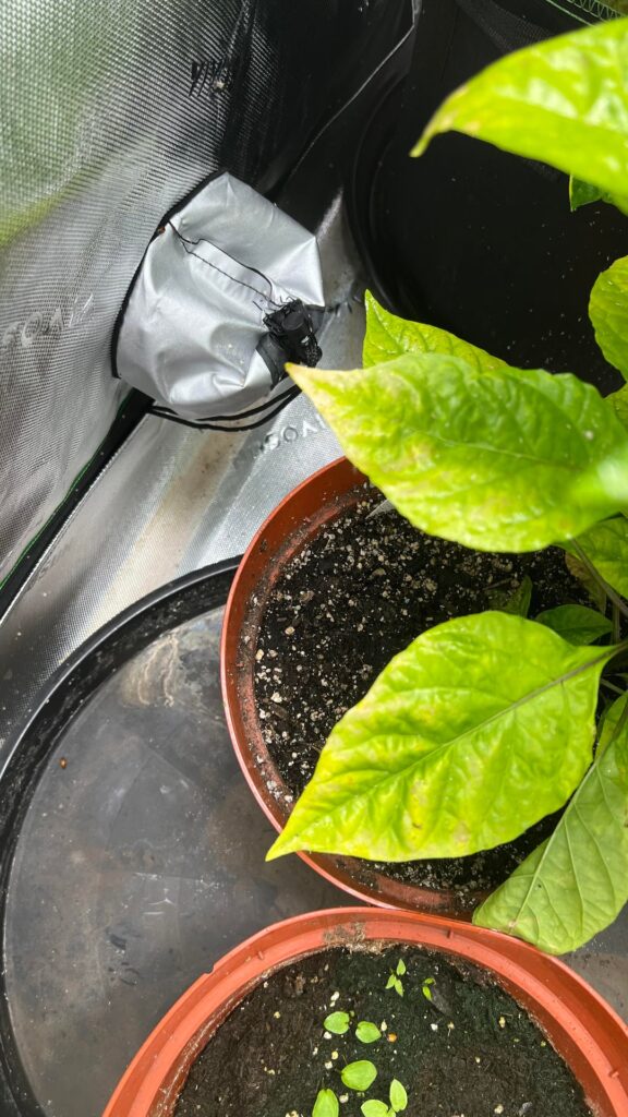 What’s wrong with my pepper plants?
