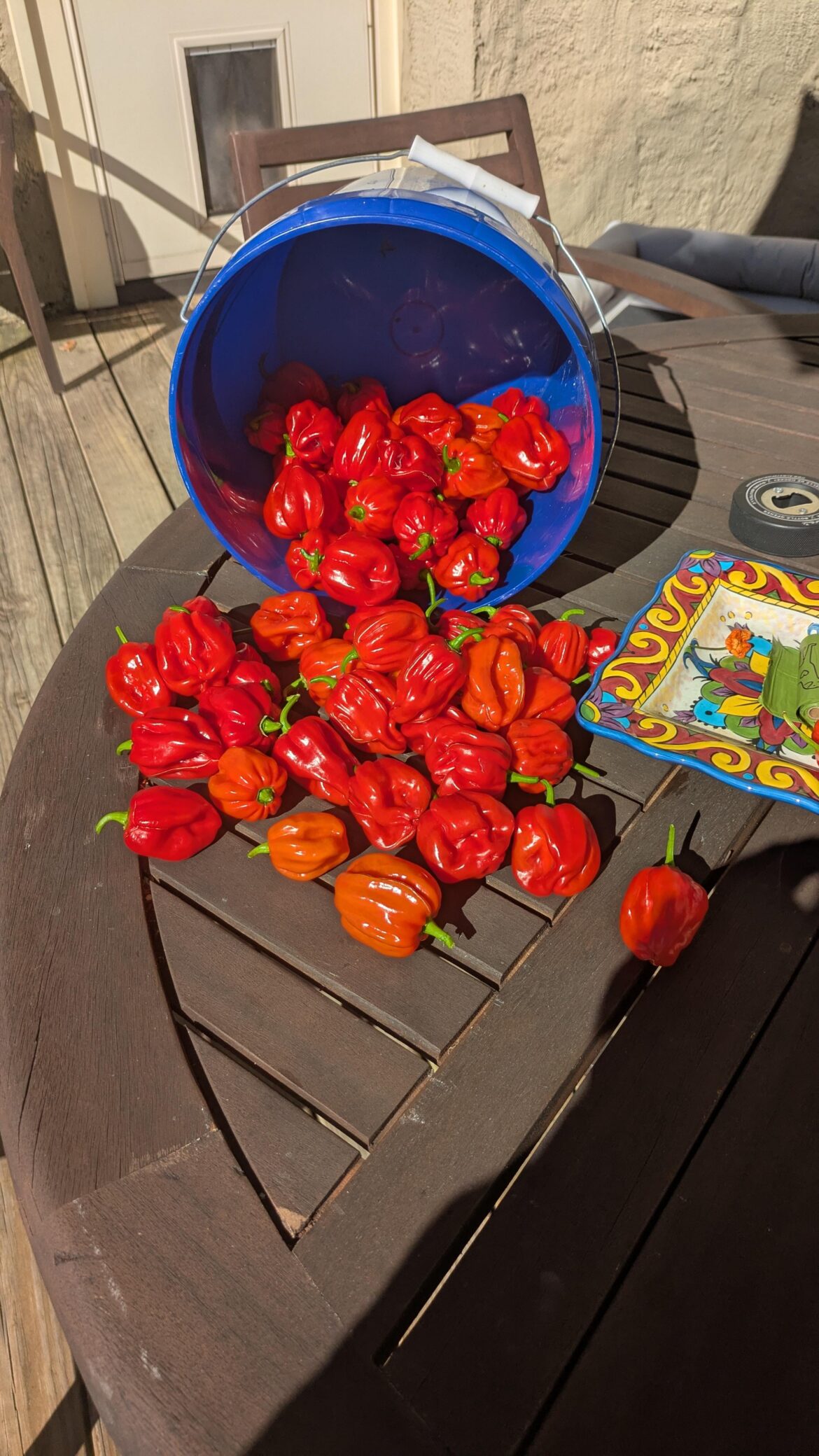 Love me some Aji Chombos