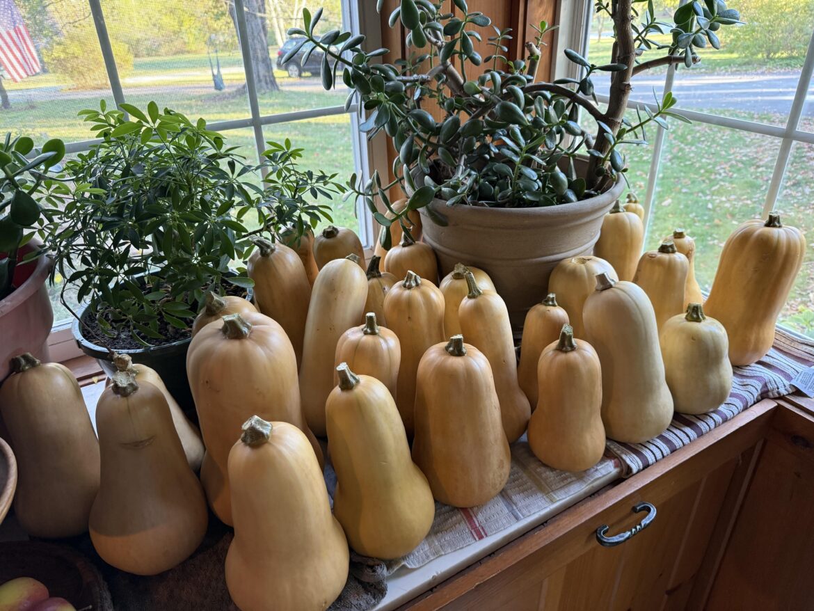 Squash galore!