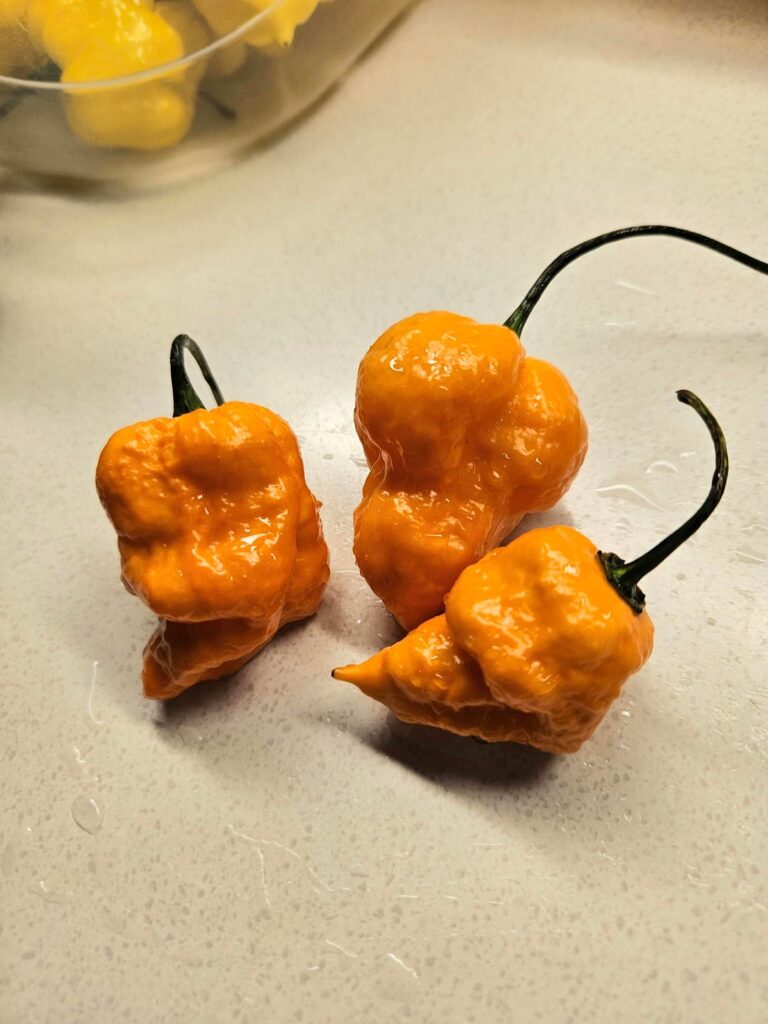 Does anyone know what hot pepper these are?