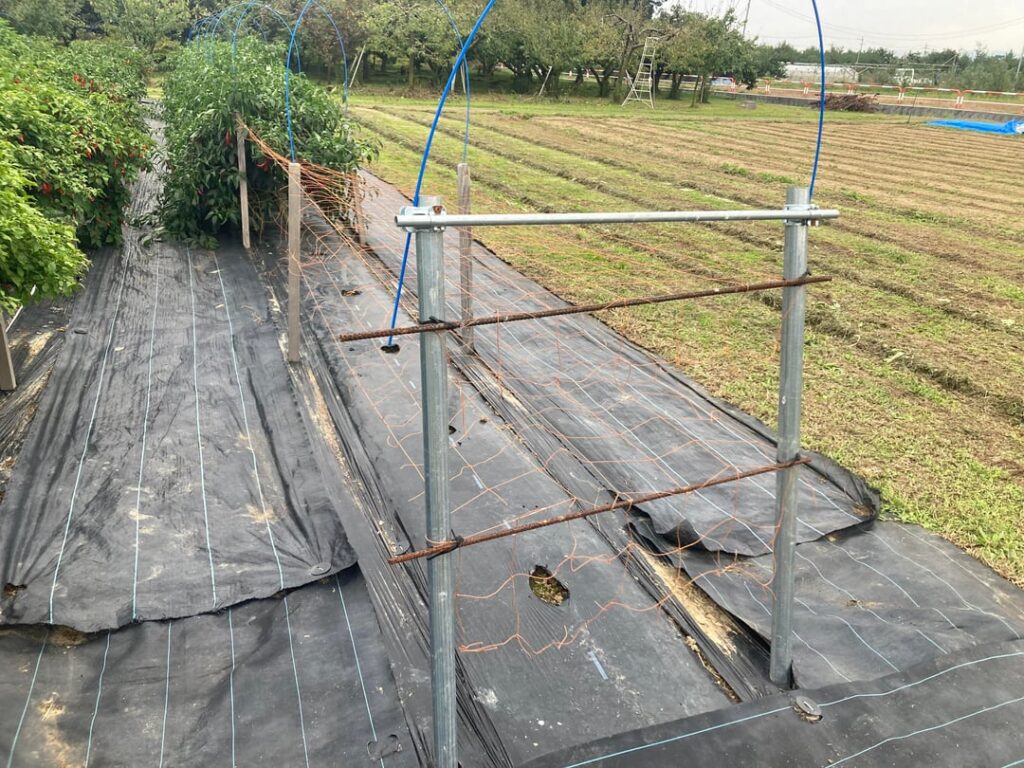 My pepper support system My pepper support system