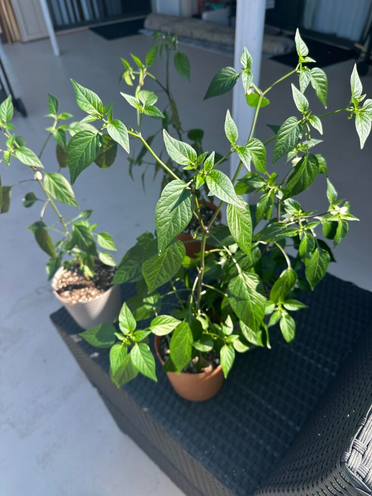 Repot or not? Repot or not?