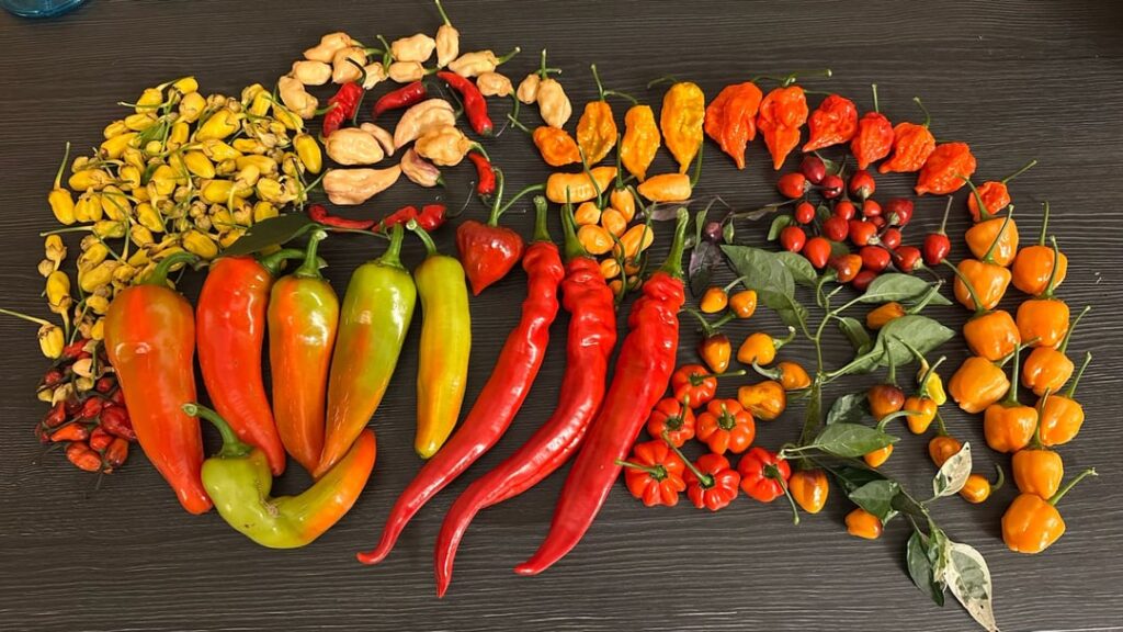 I love this hobby 🌶❤️‍🔥