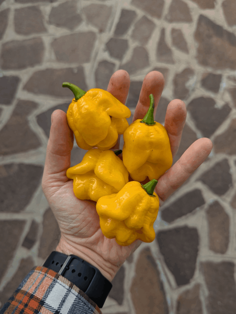 here in northern Italy the big boys are coming