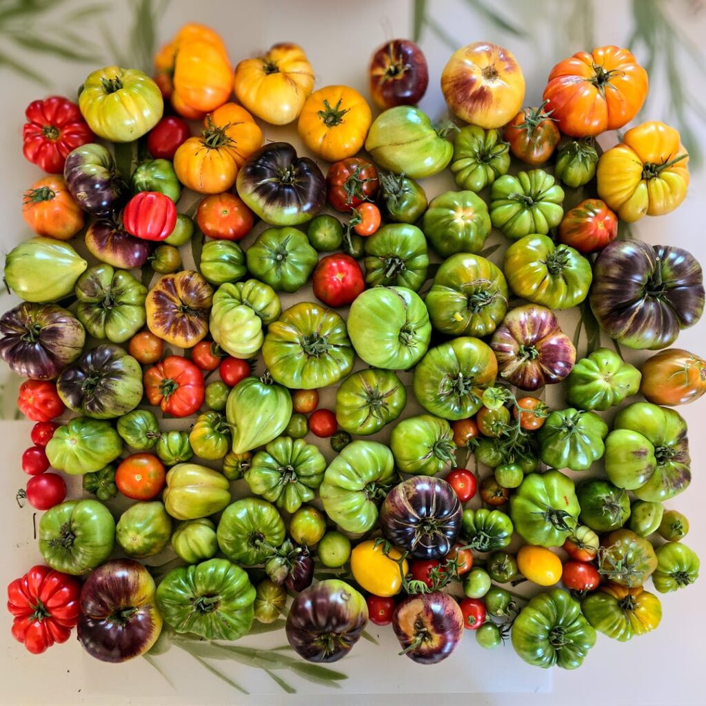 today’s haul and last week’s tomato goods today's haul and last week's tomato goods