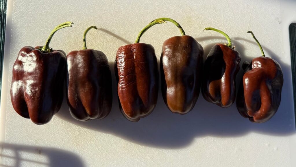 Grew some chocolate sweet peppers, turned them into smoked paprika 🤎