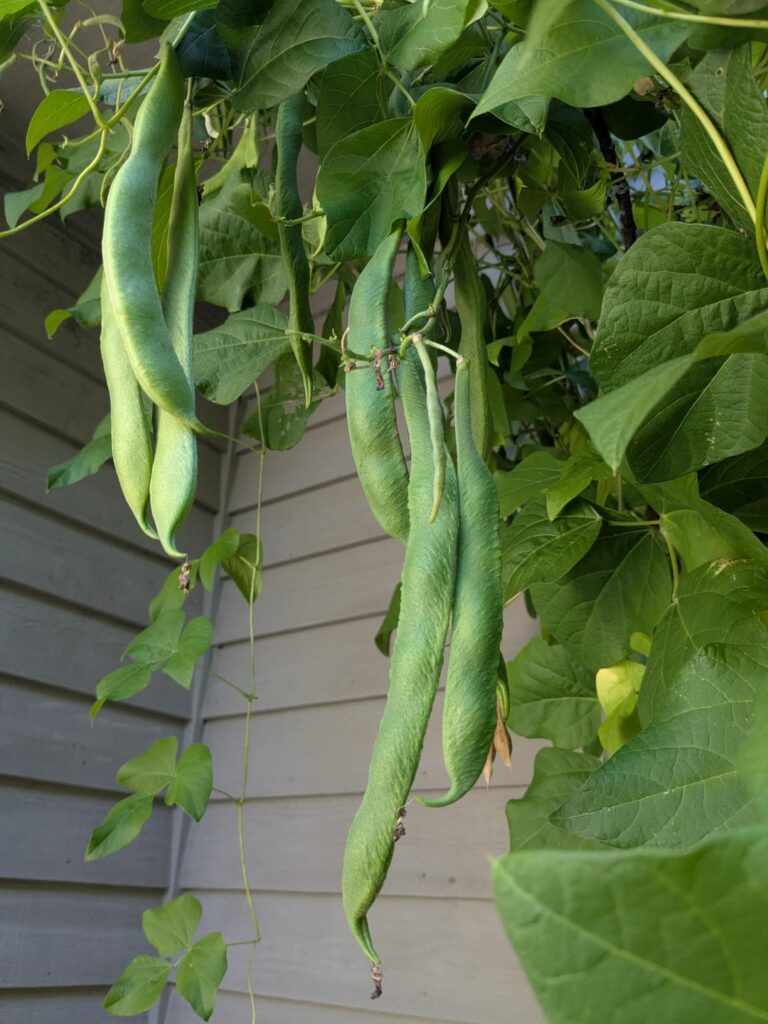 Feeling very grateful to our bumblebees!