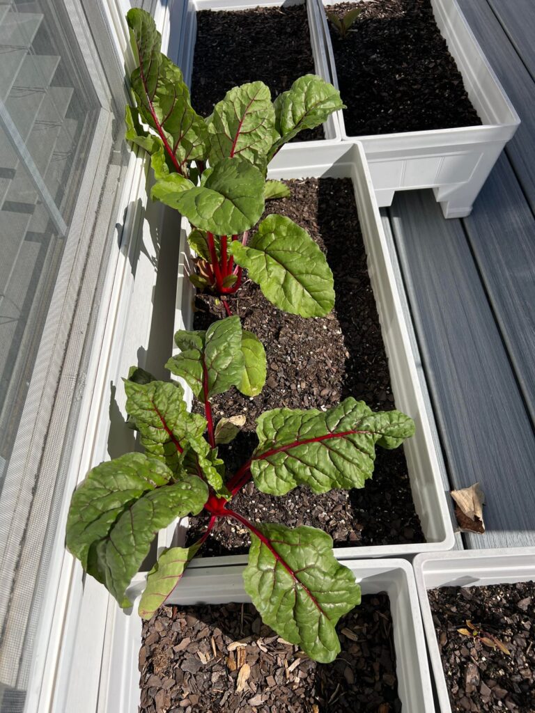 What I grew, harvested, and made