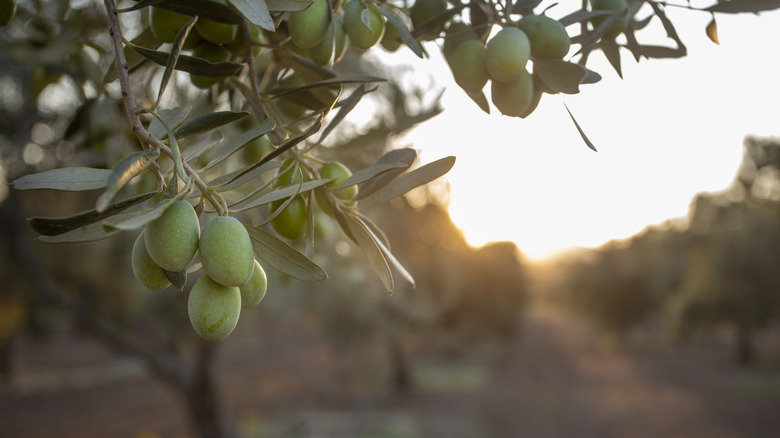 olives hanging from a branch in an olive grove at sunset