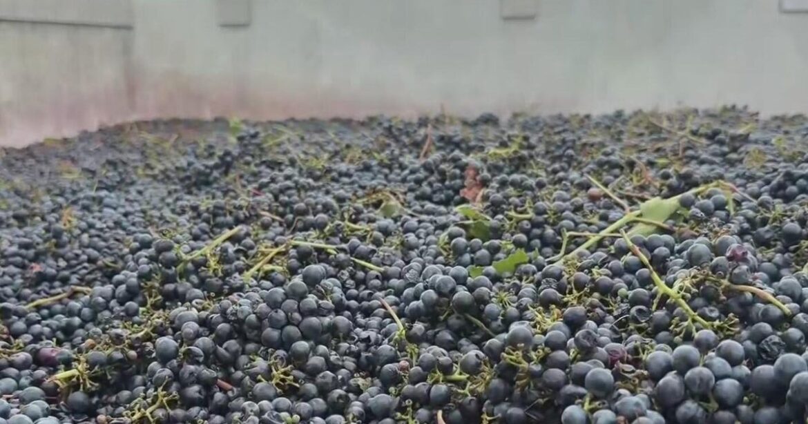 San Joaquin County wine grape grower forced to dump crop due to low sugar levels San Joaquin County wine grape grower forced to dump crop due to low sugar levels