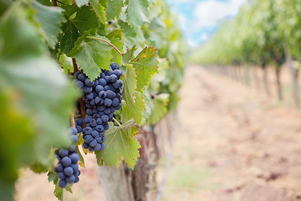 Stock image of red grapes hanging from a vine, illustrating an article that deals with win prices in south africa