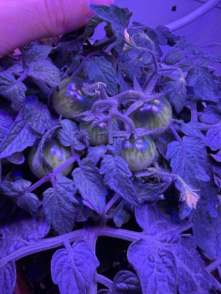 Micro Tomato breeding!