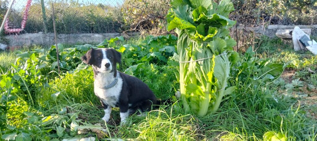Winter kimchi is coming!!!!