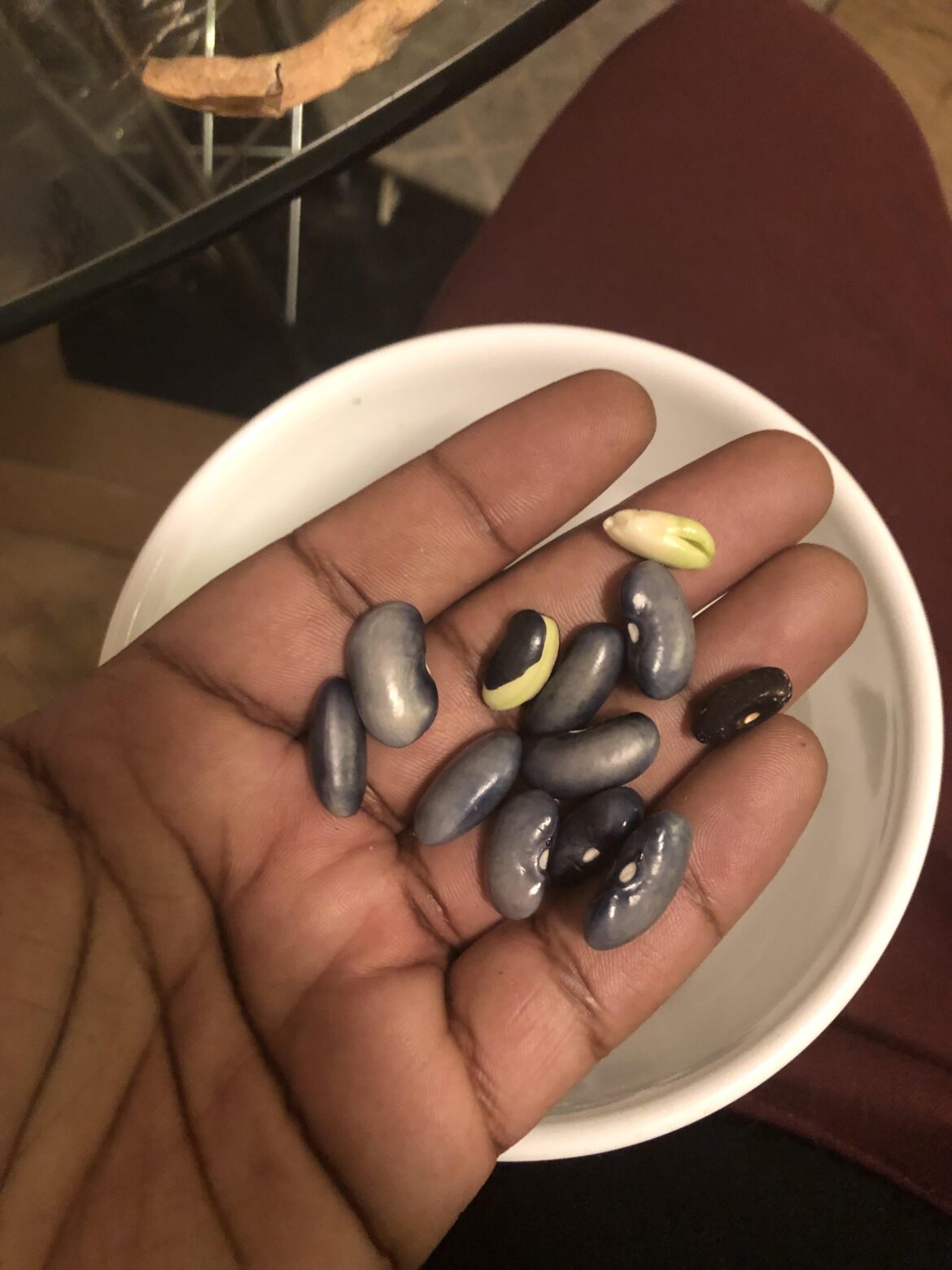 Are these safe to eat, they are Cherokee wax beans. I think I picked them to late