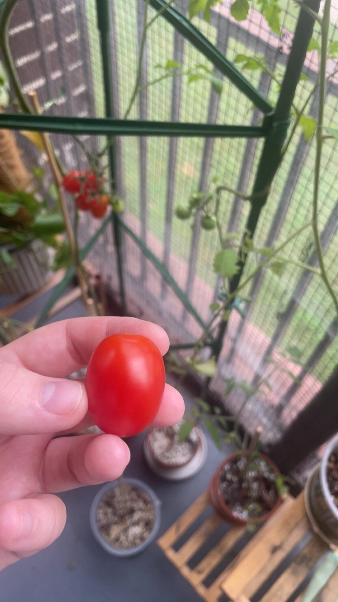 I present: the first tomato (and first food) I have ever grown