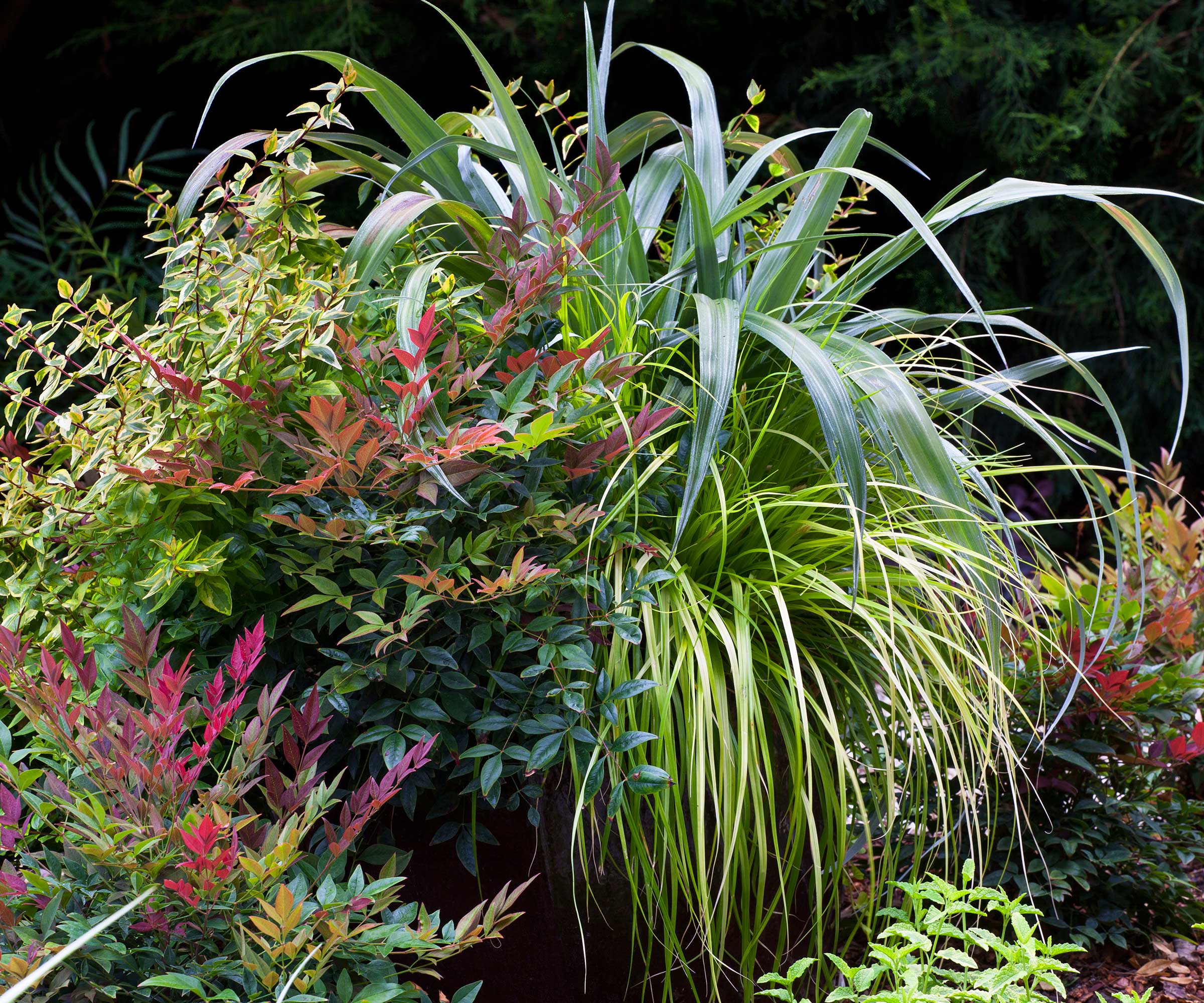Obsession&trade; Nandina, Astelia &lsquo;Silver Shadow&rsquo;, Carex EverColor&reg; &lsquo;Everillo&rsquo; and &lsquo;Kaleidoscope&rsquo; Abelia in container