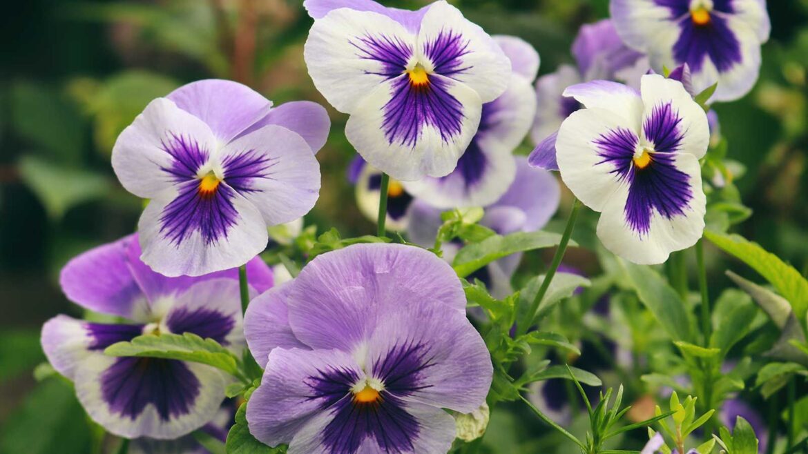 purple and white pansies