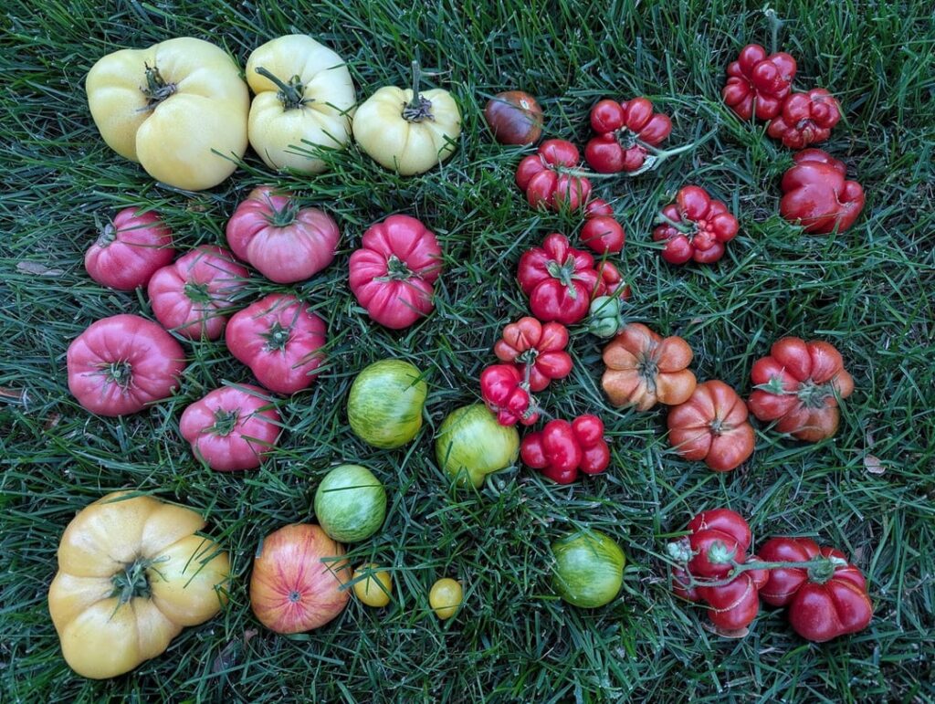 More fresh picked home garden heirloom tomatoes, including Reisetomate, True Black Brandywine, Isopolin, Ferris Wheel, Copia, Great White, Green Zebra, Pineapple & Fargo Yellow Pear varieties