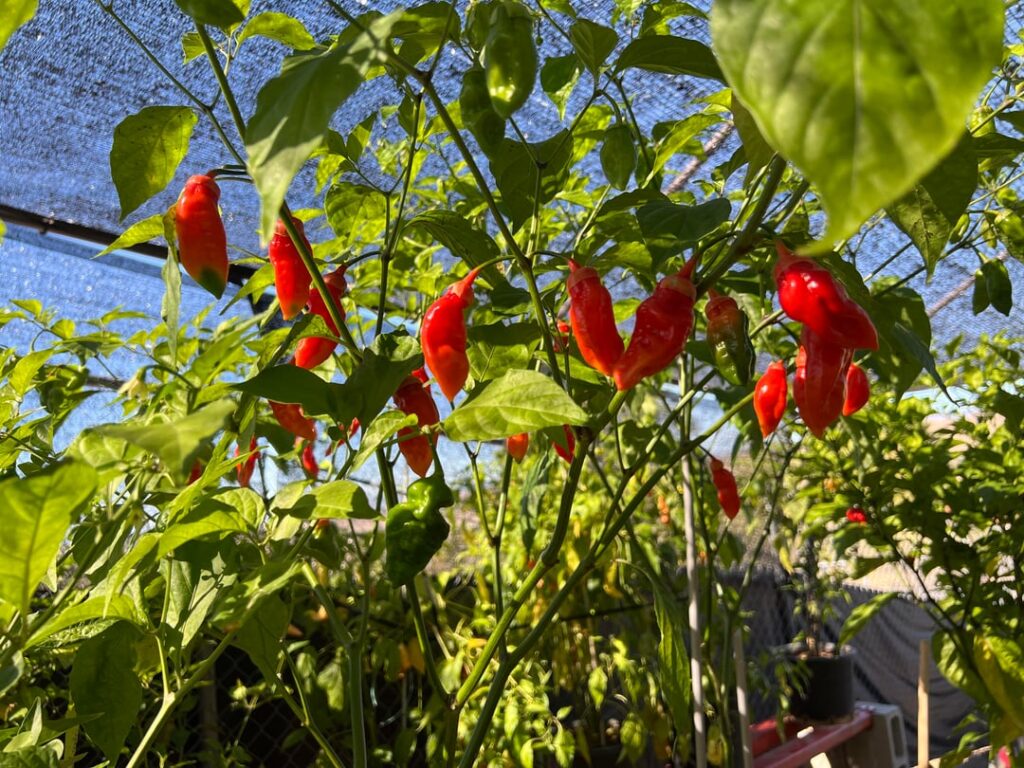What did my red ghost peppers get crossed with? They are hotter than hell