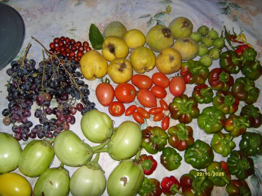 My fall harvest from today.🍇🍅🍆🌶
