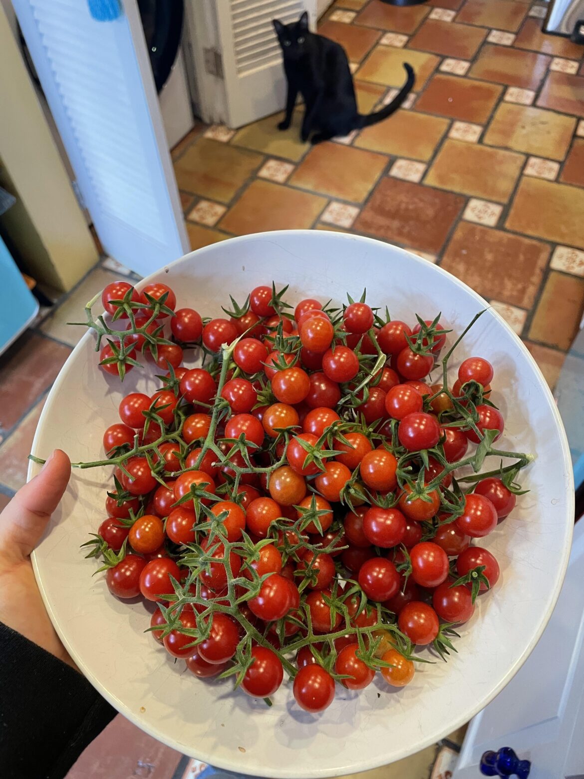 What do I do with all these tomatoes?
