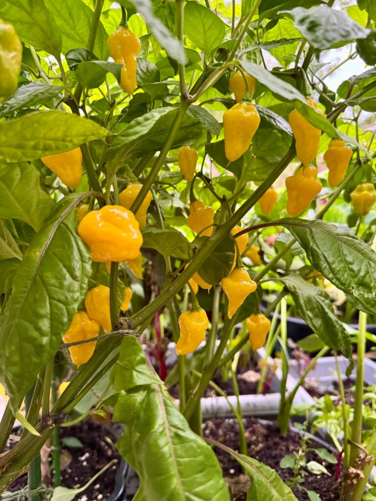 Yellow Habaneros ⭐️