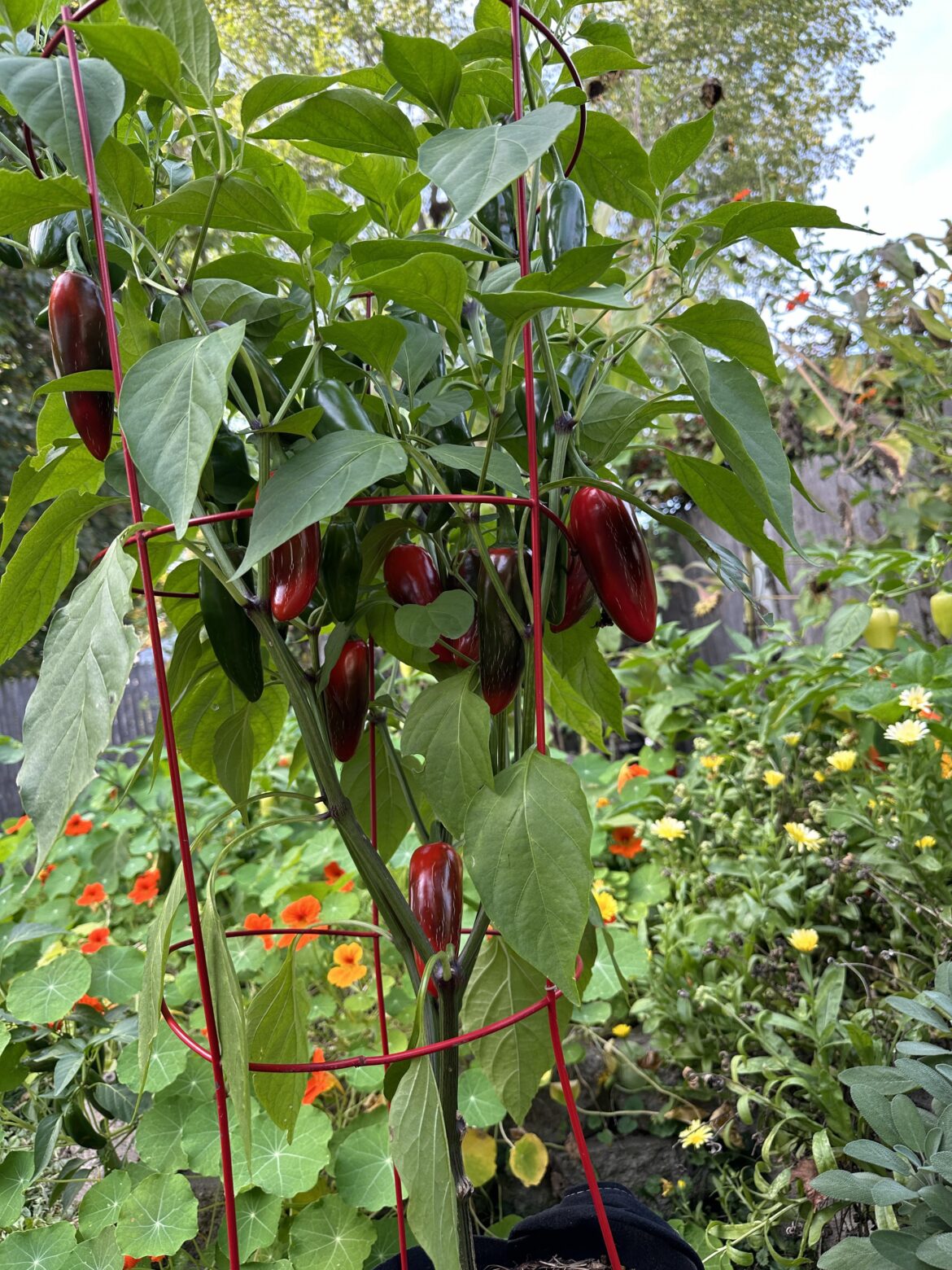 Never knew how good jalapeños could be until I started growing them myself