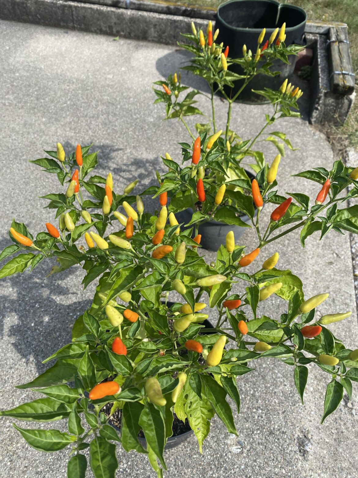 Mystery peppers