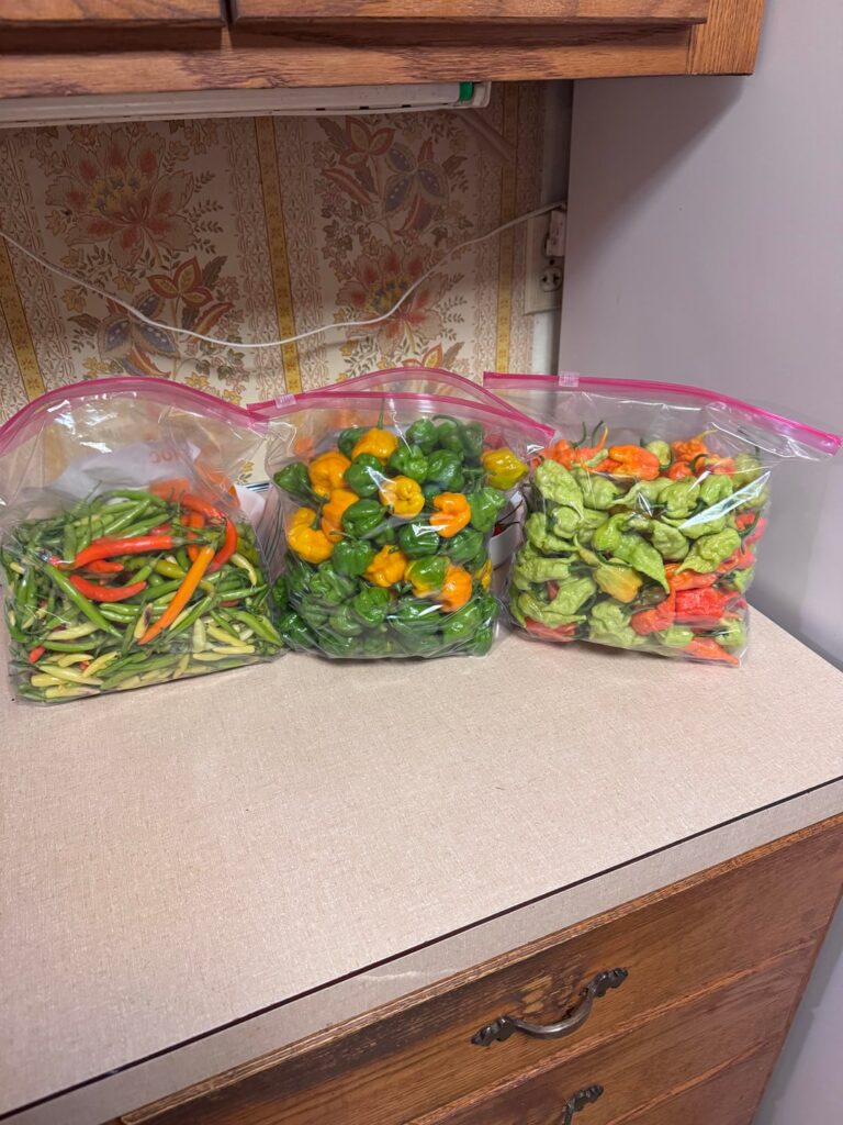 Final harvest of the year, not sure what to do with so many unripe