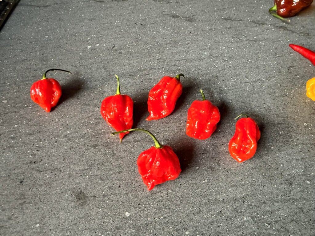 I ordered reaper plants.