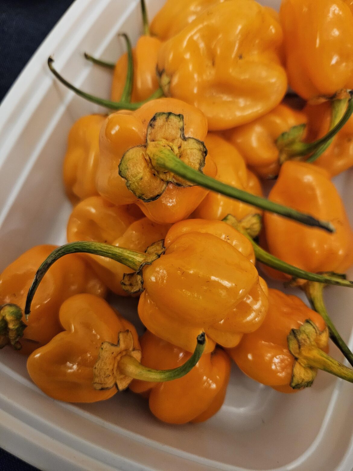 What kind of pepper is this?