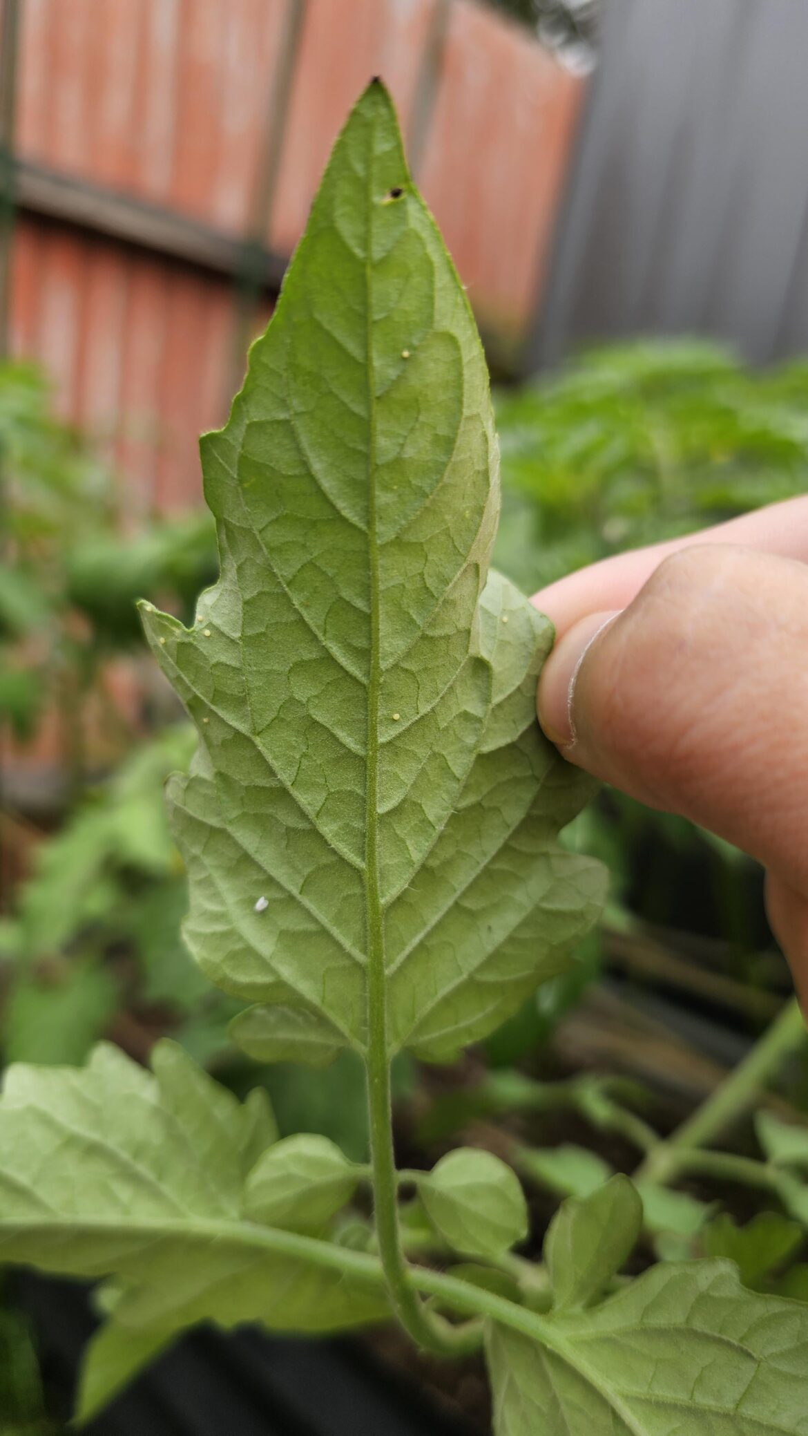 Can anyone help identify what these little white balls are? Are they eggs for something bad? Starting to see a few of them on tomato plants