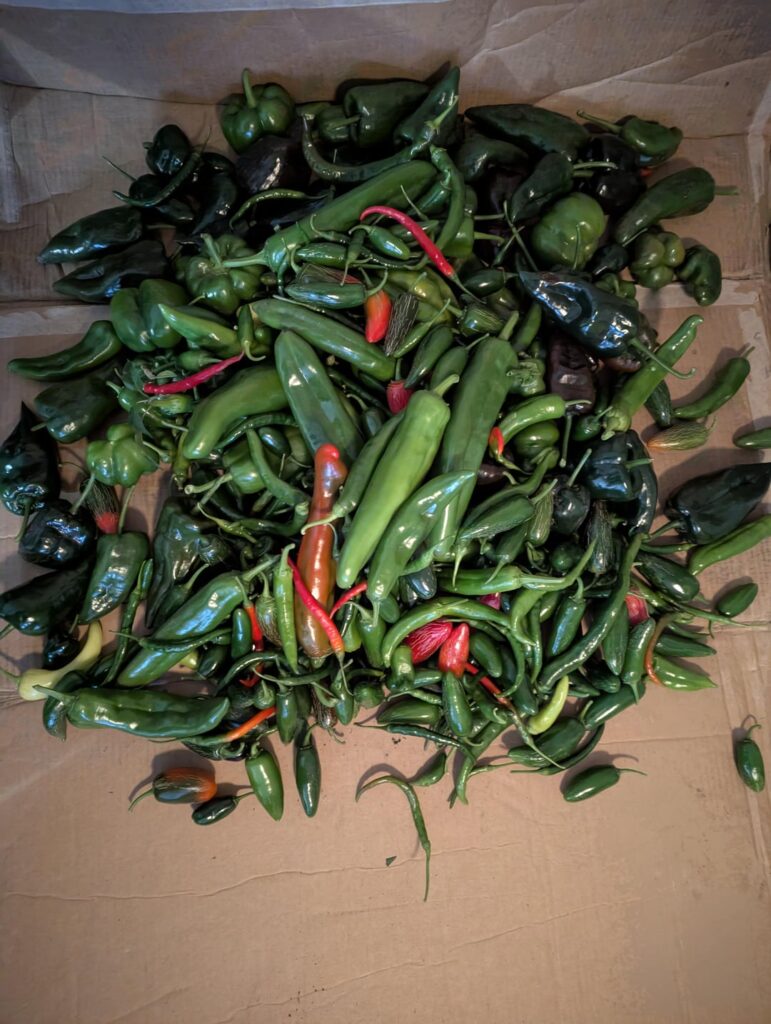 Final pepper harvest of the year; forecast says 33 degrees tomorrow morning