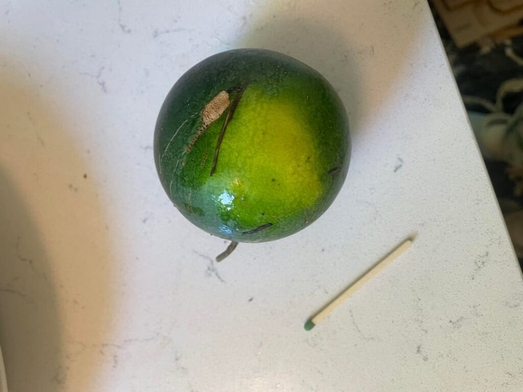 My sad small watermelon