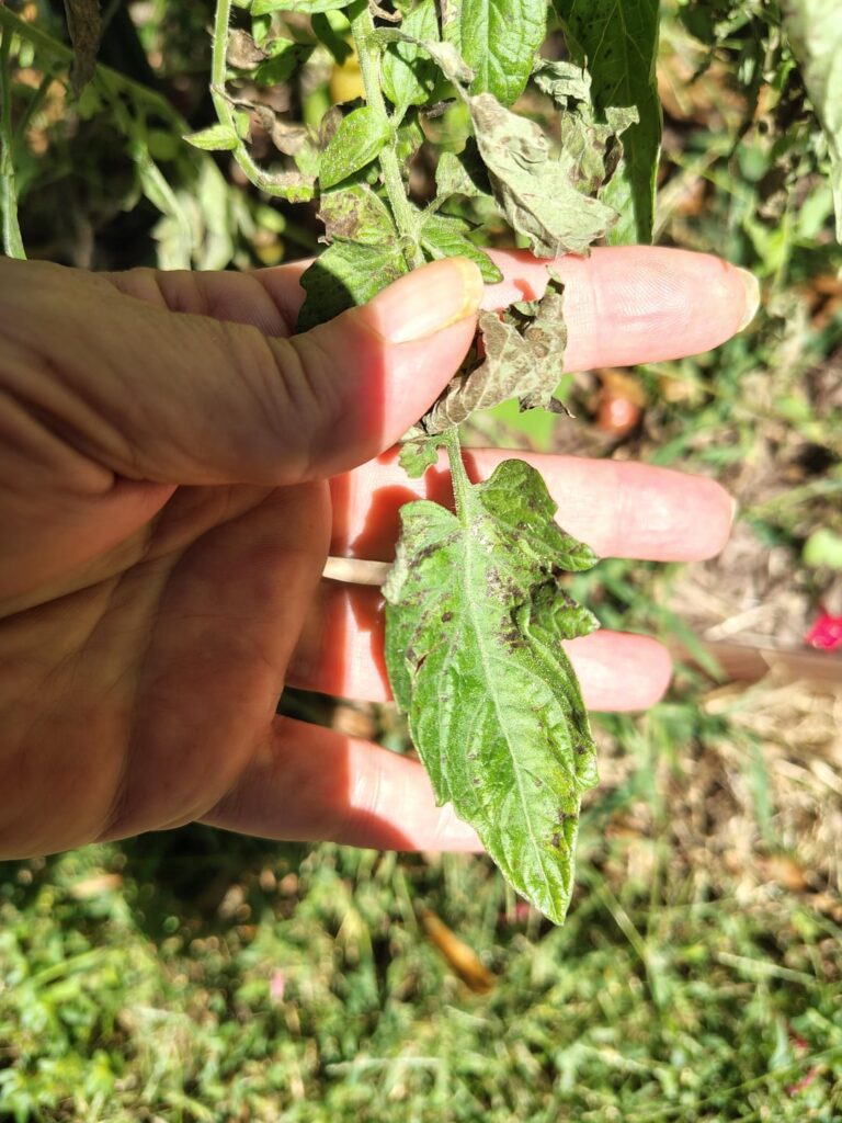 Tomato leaves just drying up Tomato leaves just drying up