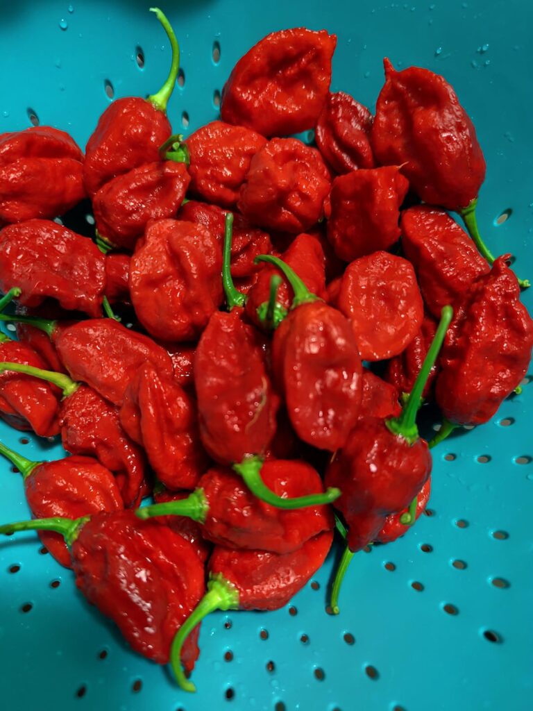 Hey guys, first ever harvest.