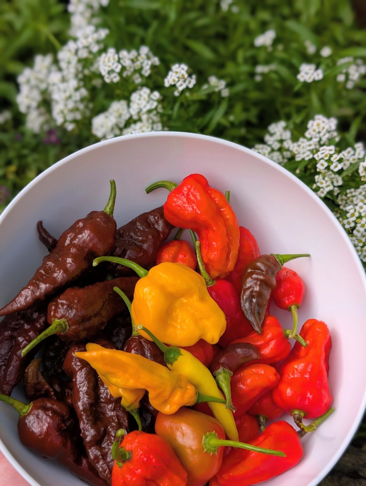 Harvest season gets closer each and every day. Here is what's on offer so far 🌶️💀