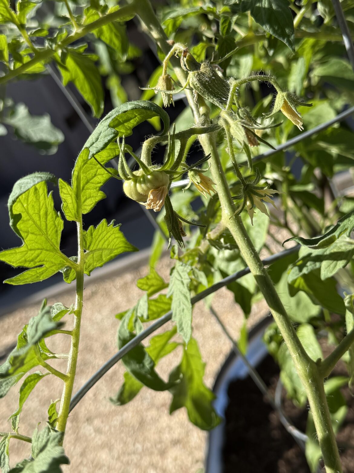 My first beefsteak. It’s my first time growing anything and the early girls, romas, and big boys are growing too but I was watching this plant like a hawk. It’s so cute. 🥰🍅