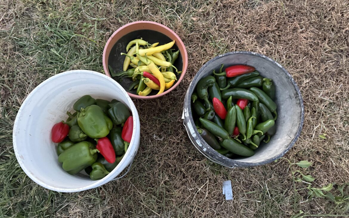 Any and all ideas welcome on what I should do with these!!! Any and all ideas welcome on what I should do with these!!!