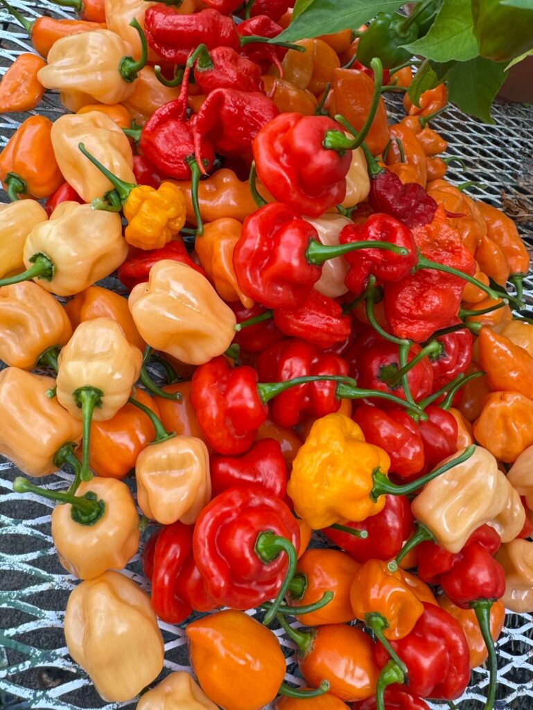 Colorful end to the season Colorful end to the season