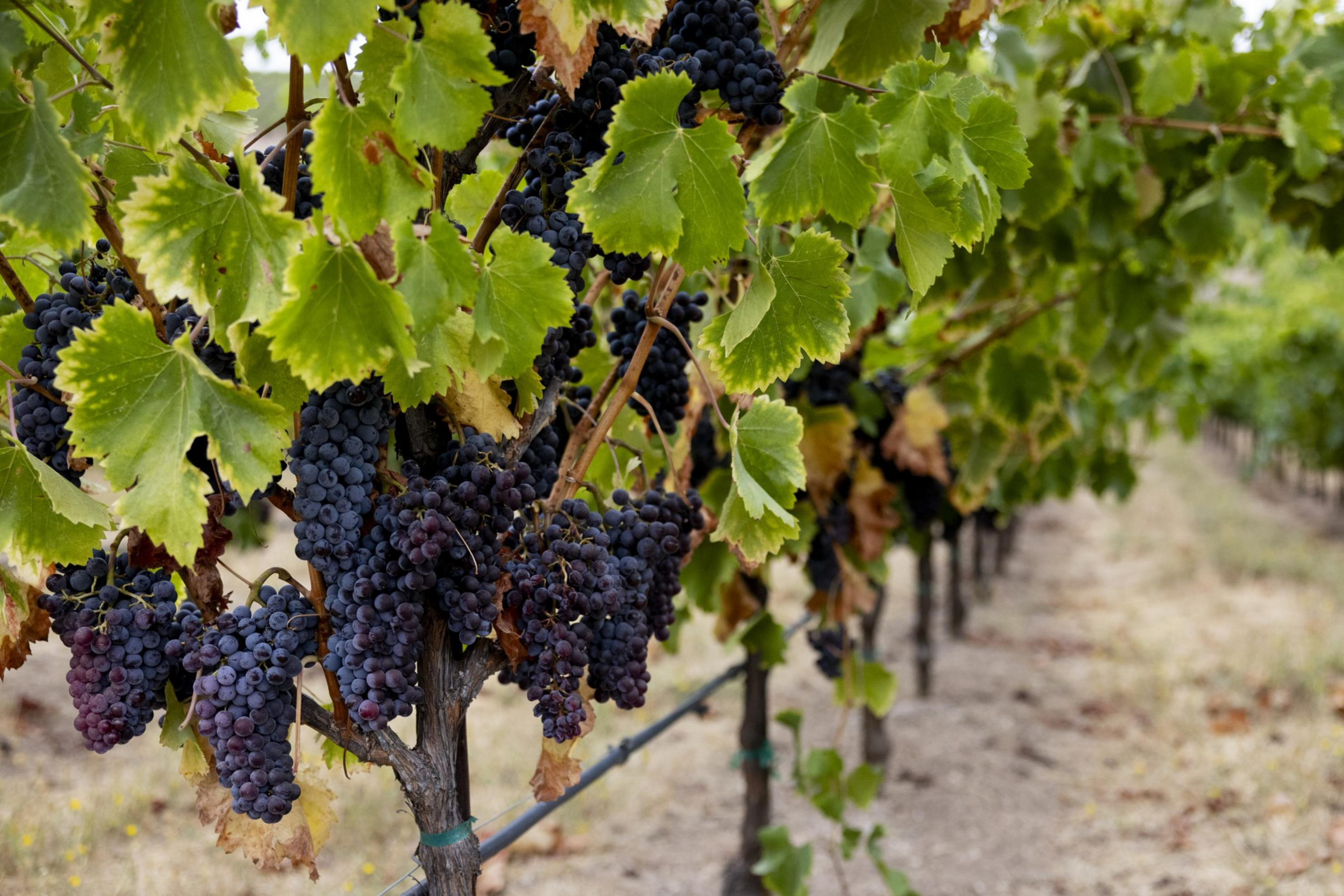 Clusters of dark purple grapes hang from green leafy vines arranged in rows along a dry, earthy ground in a vineyard.