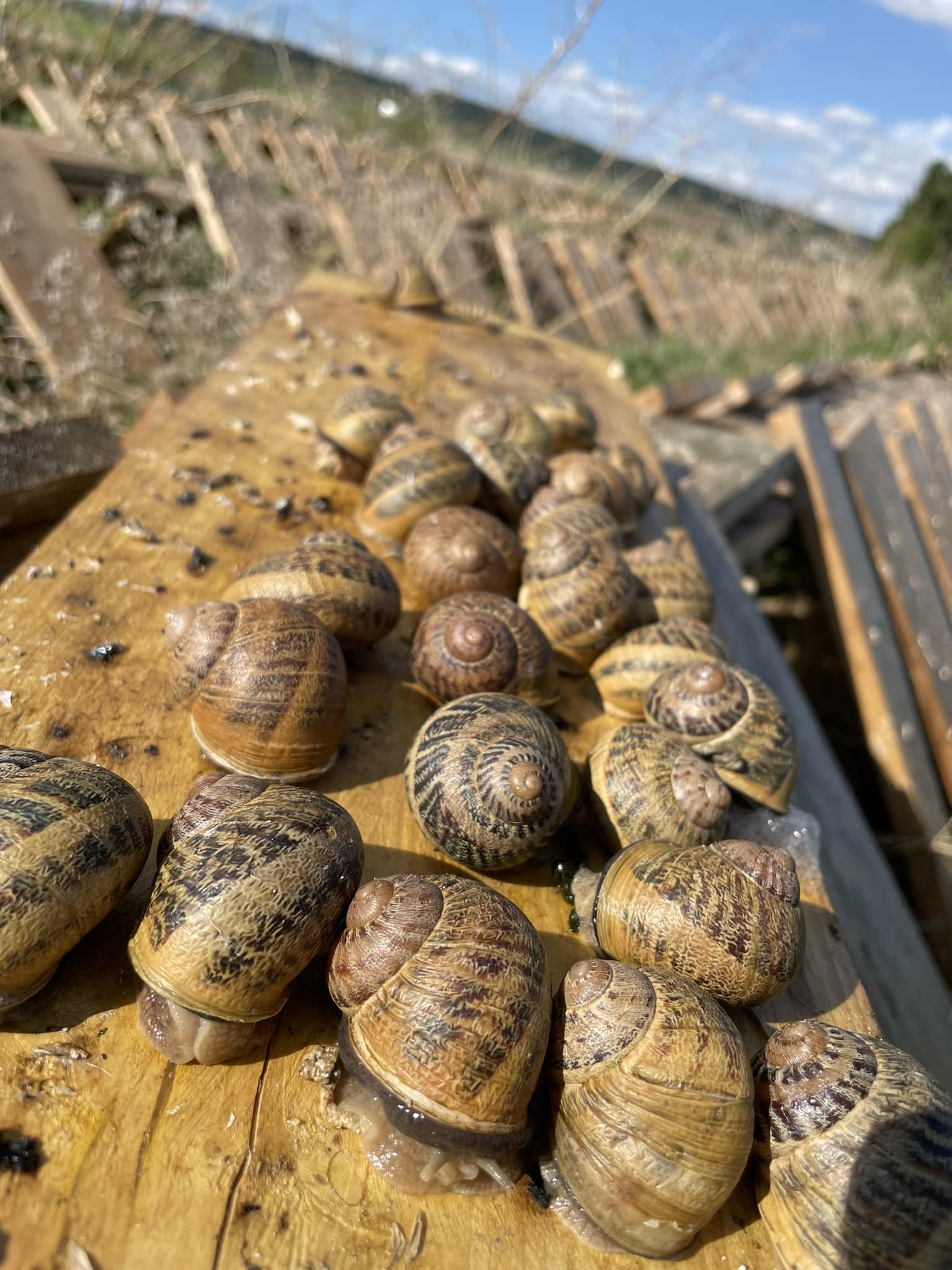 Snails on a wooden board.