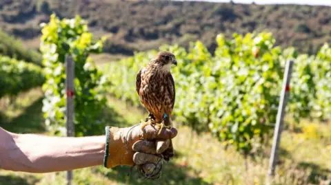 Rathfinny Wine Estate A small brown and beige speckled bird of prey perches on a falconer's gloved hand with rows of beautiful green grape vines in a vineyard beyond. 