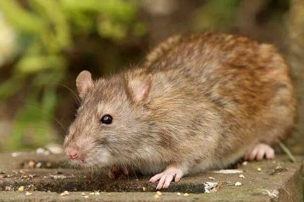 Brown Rat