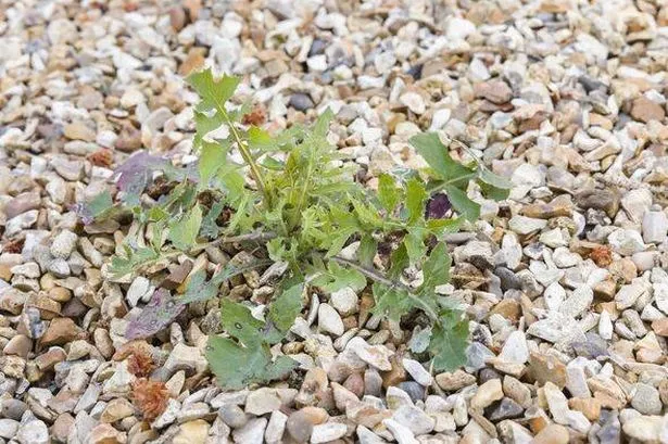 Weed growing in gravel