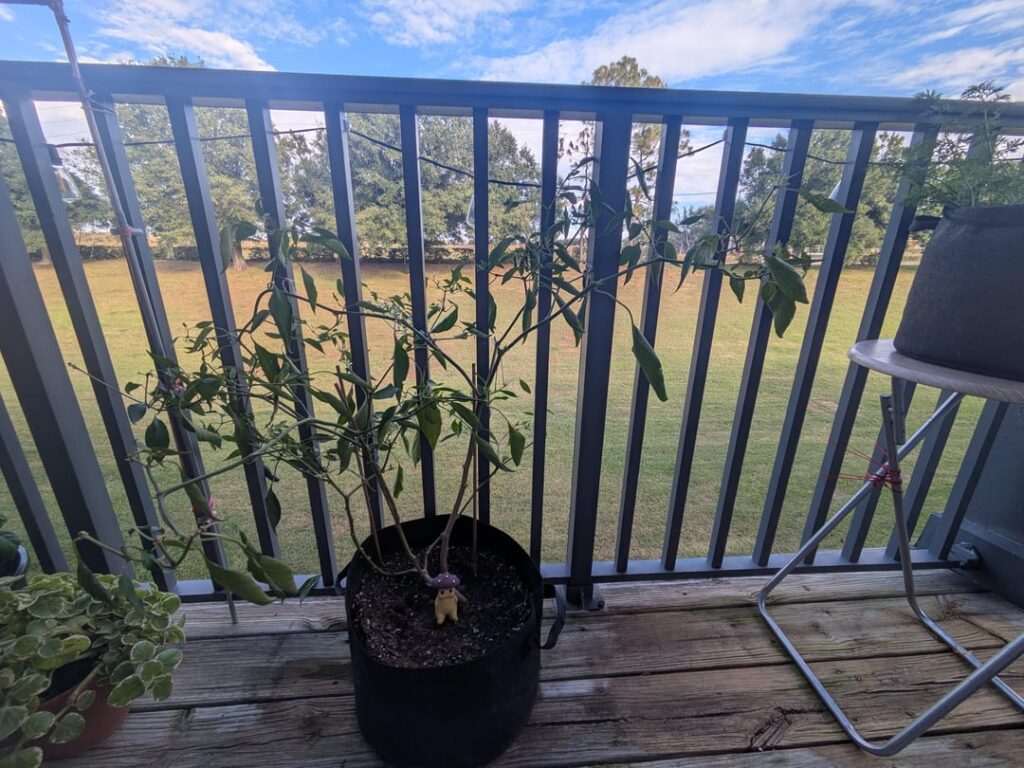 What's wrong with my Serrano plant?